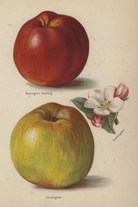 Gascoignes Seedling, Sandringham - English School